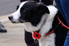 Dog-with-poppy